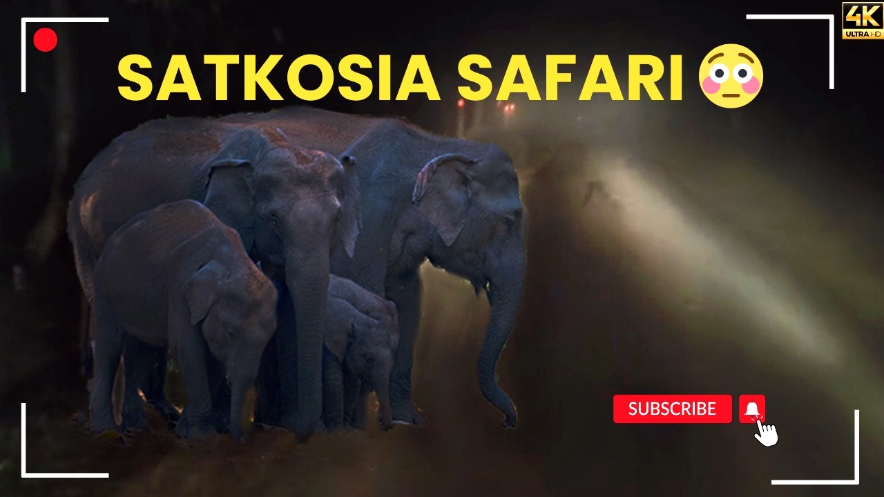 Satkosia Jungle Safari at 5 AM | Early Morning Wildlife Safari in Odisha 🐘🌿