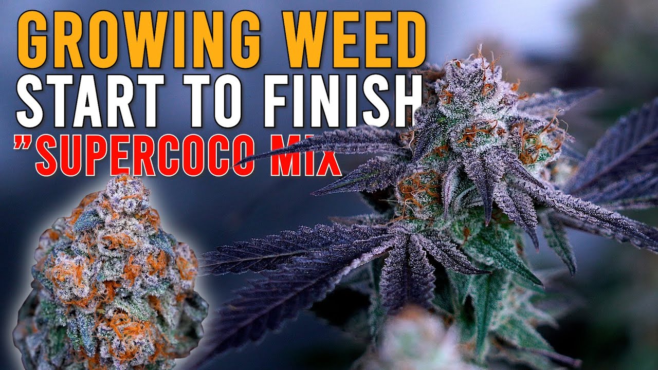 HOW I GREW WEED FROM START TO FINISH IN 