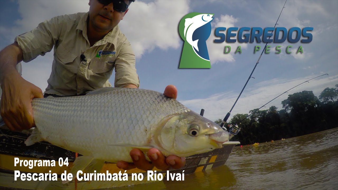 CURIMBATÁ - Pescaria de Curimbatá no Rio ivaí - Programa Segredos da Pesca