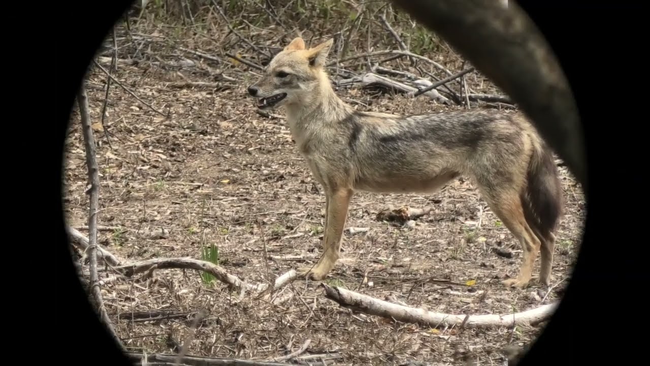 Sri Lankan Jackal in running mode