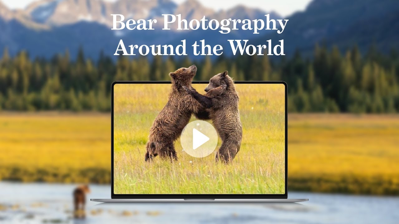 Discover Bear Photography Around the World with Emma Healey and Bret Charman - 25 November 2025