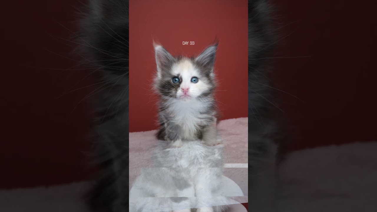 Cat photography project still in progress 📸📈🐱#furryfritz #catographer #cats #kitten #mainecoon