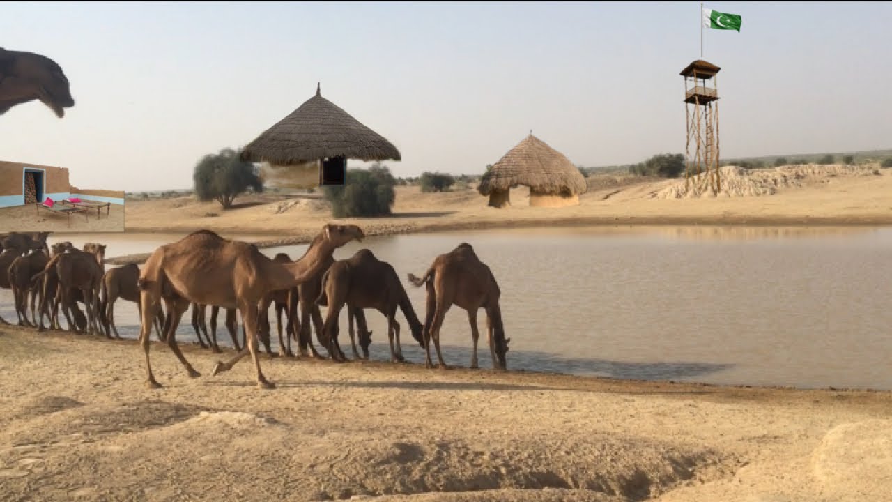 water tuba desert Cholistan beautiful view camel || real live in Pakistan