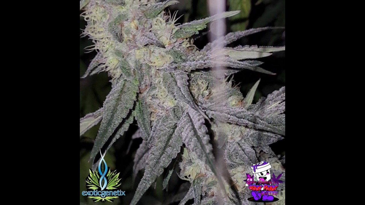 Purple Pineapple (Tropical Runtz x Bakers Dozen) by Exotic Genetix. #purplepineapple #exoticgenetix