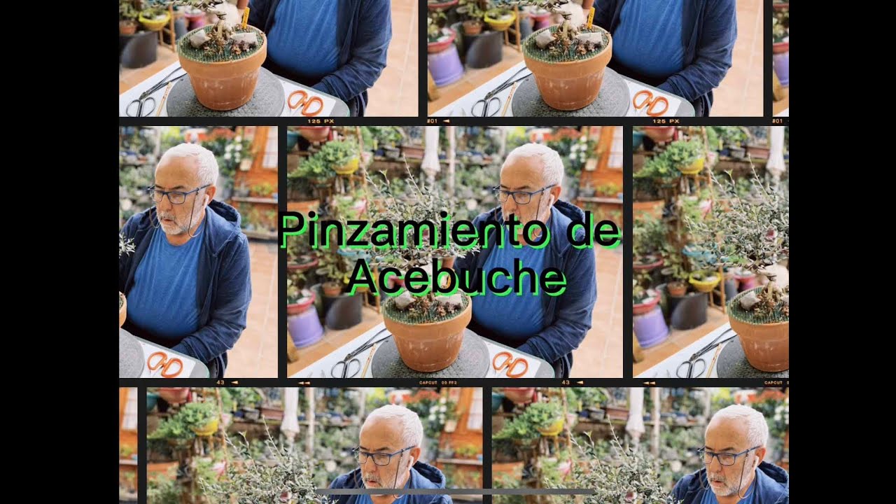 🍃  Pinzado/poda  ACEBUCHE y desalambrado