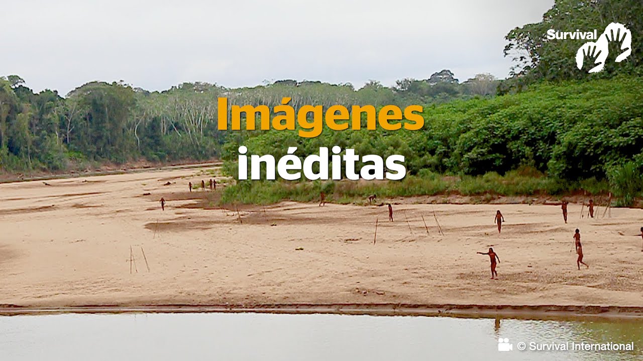 ❗️EXTRAORDINARIAS IMÁGENES de indígenas mashco piro no contactados cerca de empresas madereras.