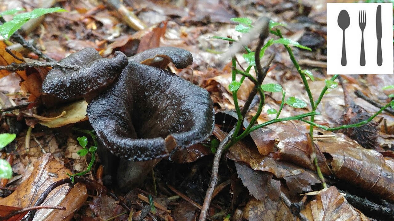 Lejkowiec dęty (Craterellus cornucopioides) Szczyrk 08.2016