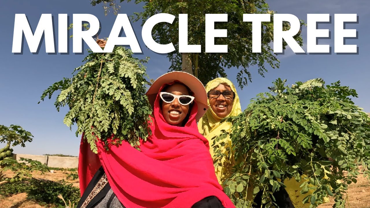 Harvesting our FAVOURITE CROP 🍃 - MORINGA LEAVES MULTI VITAMIN HARGEISA SOMALILAND 2023