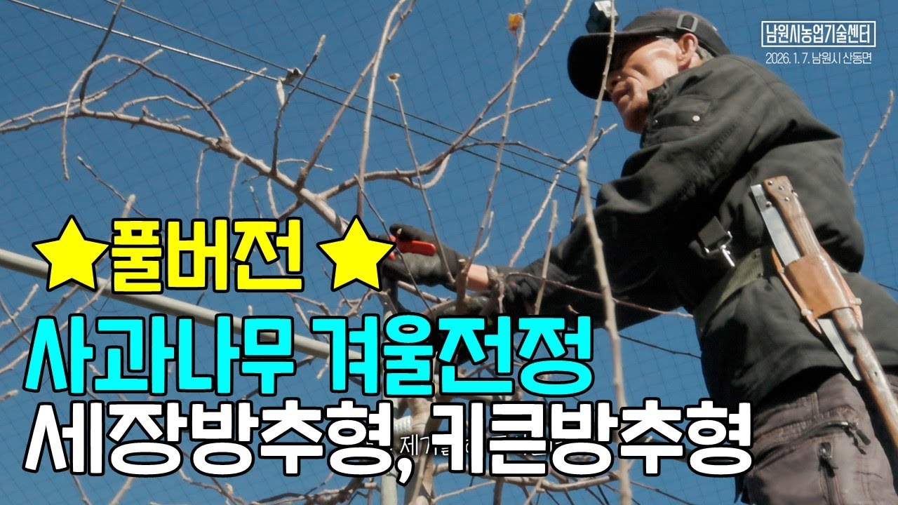 풀버전 사과나무 후지 겨울전정 세장방추형, 키큰 방추형