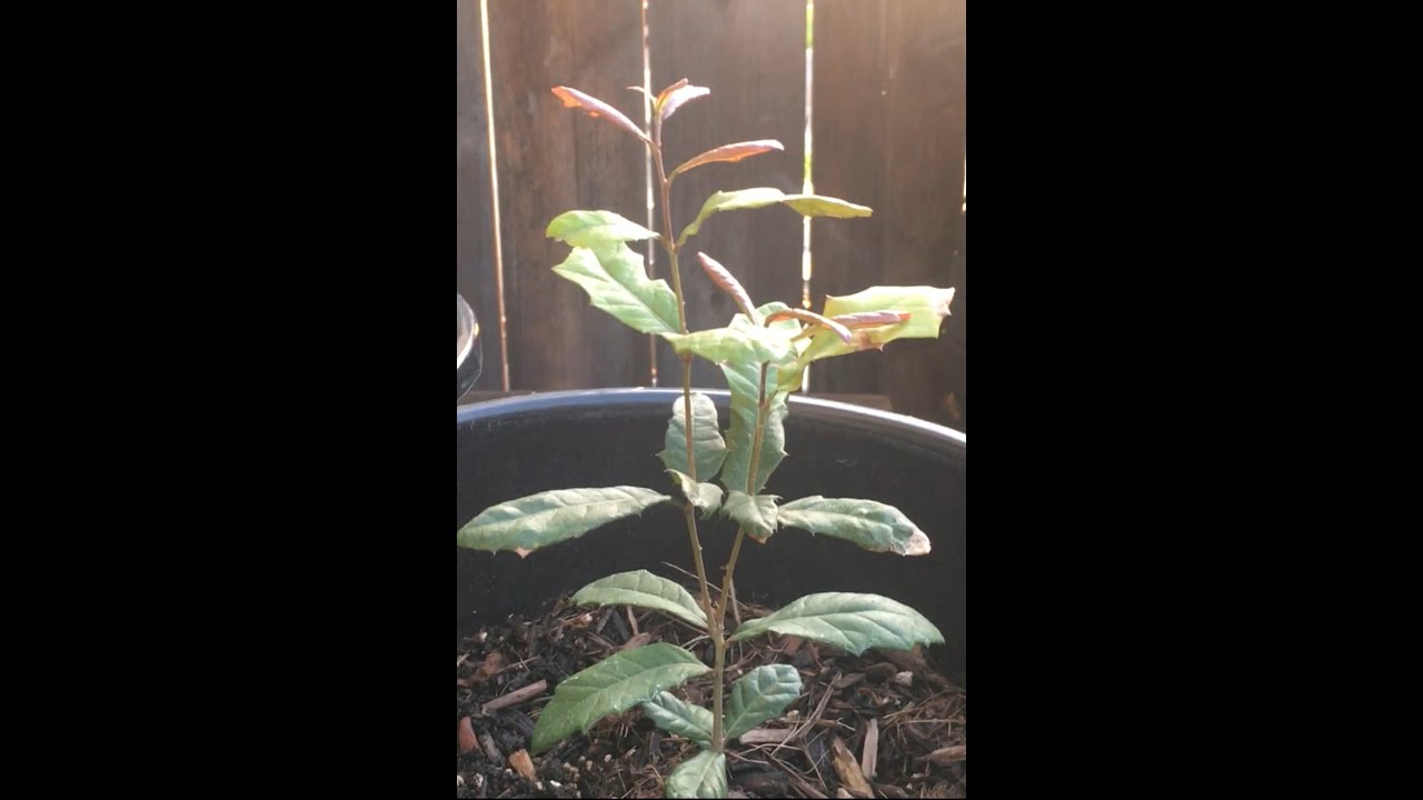 Live Oak Update 1 year later & Growing Tips! Quercus Virginiana.