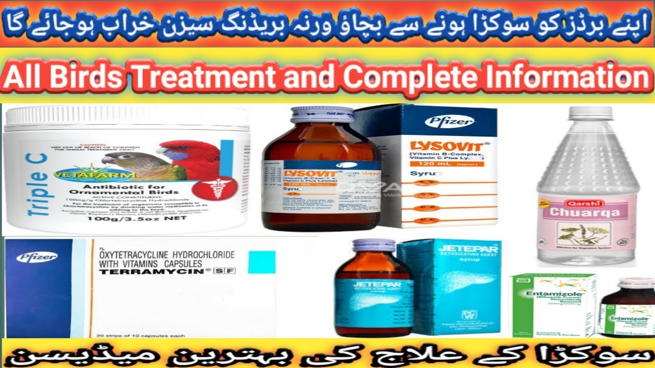 Treatment For Sokra | پرندوں میں سوکڑے کا علاج اور برڈز کو بریڈنگ  سیزن میں کیسے محفوظ رکھیں