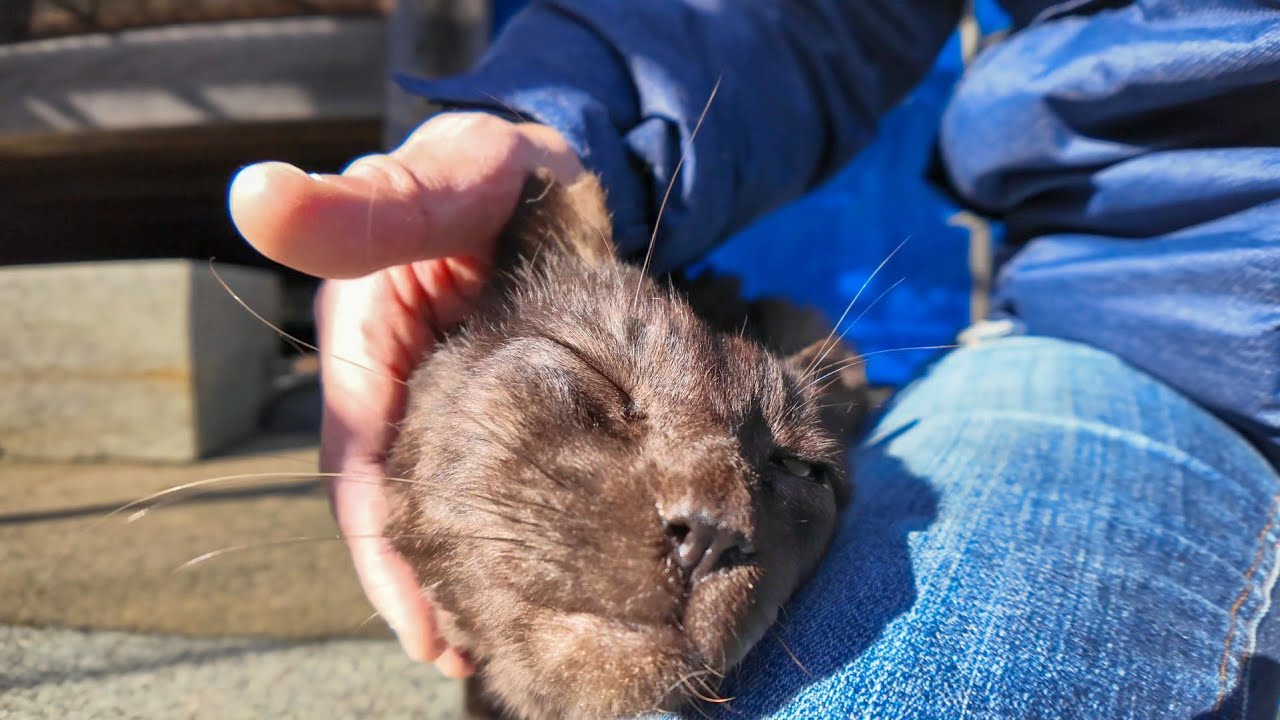 工事中の神社、いつもの黒猫ちゃんがモフられに出てきた