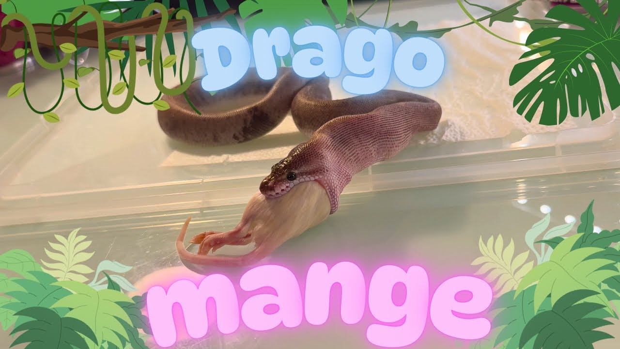 Mon bébé Python mange son RAT 🐁🐍💓