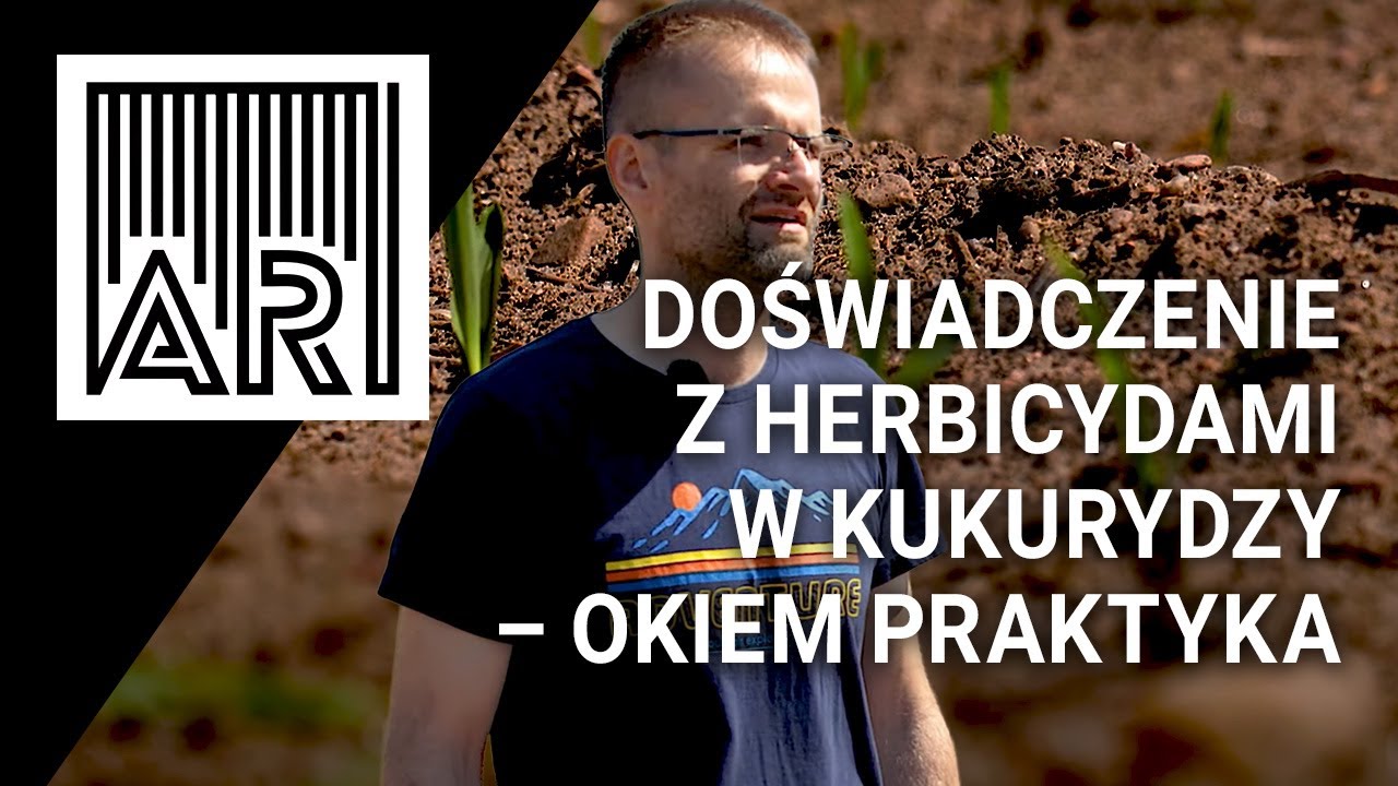 Doświadczenie z herbicydami na chwasty w kukurydzy – eksperyment praktyka  || AR 