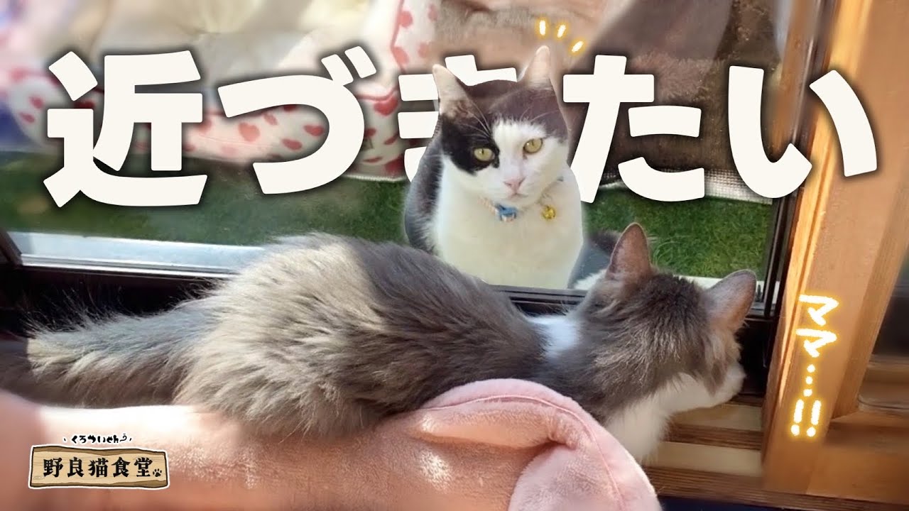 【野良猫食堂】ママに似た猫に近づきたくて 窓の隙間を探す看板猫