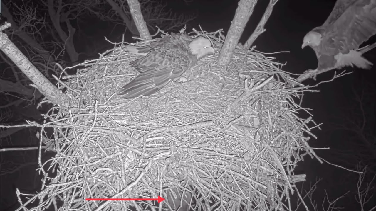 Kansas Eagles 2-4-26.  Raccoon Intruder Climbs Nest Tree; Harvey Flushes it, Protects Ellie & Eggs!