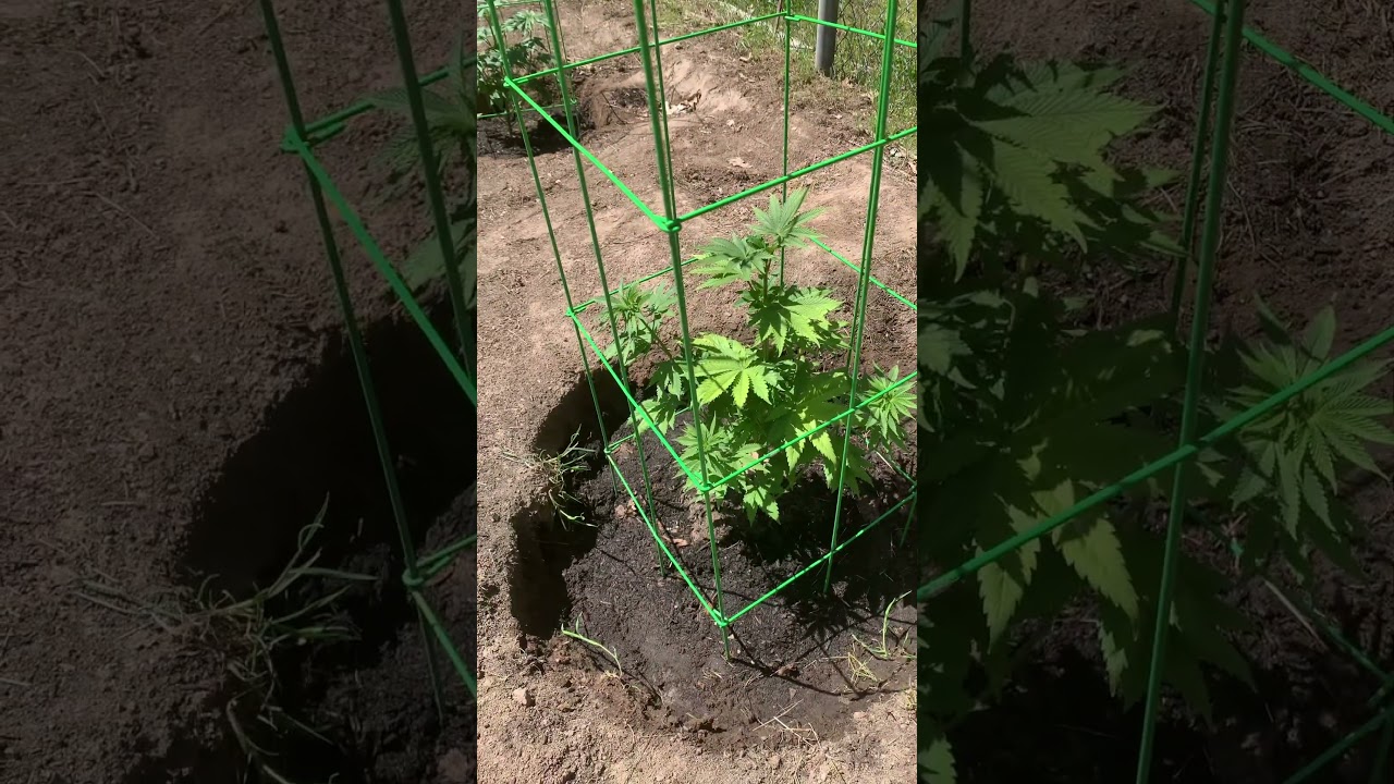 Blue Cheese strain #gardening