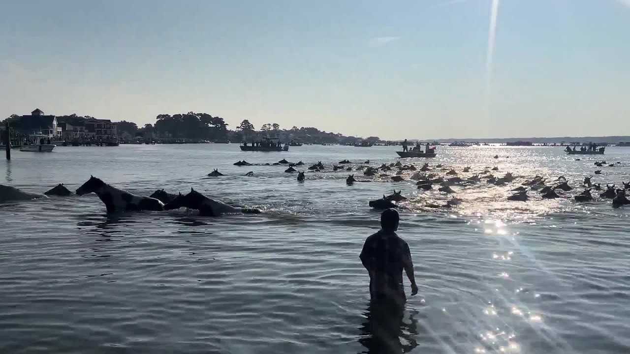 More than 100 ponies swim to Chincoteague Island in event's 100th year