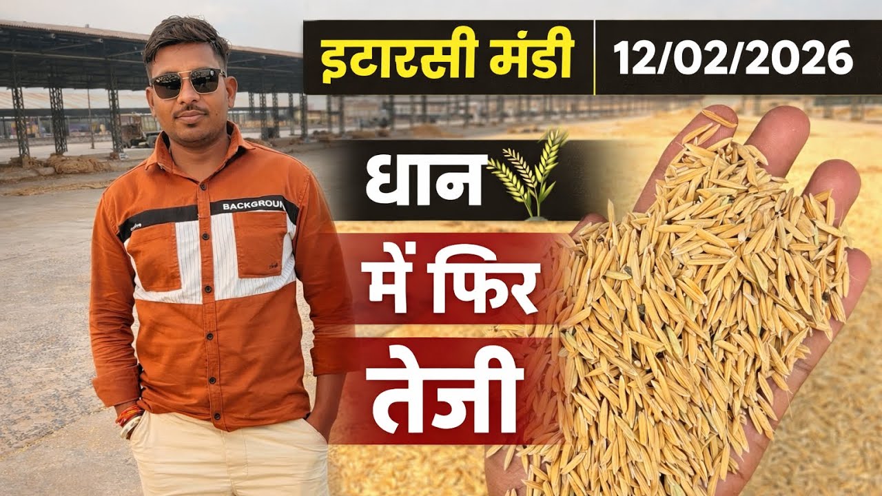 धान 🌾 के भाव में फिर तेजी || इटारसी मंडी भाव/#itarsimandibhav05 #paddyratetoday #live 