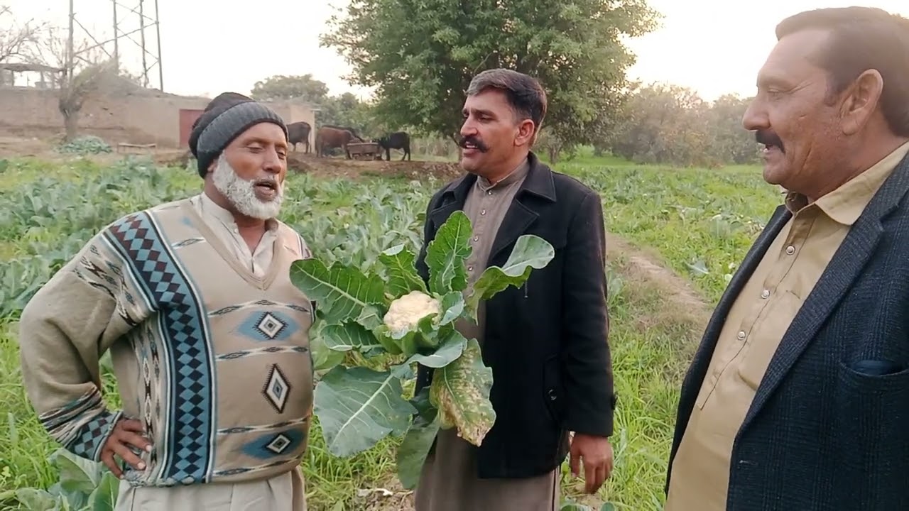 سرگودھا والوں نے بھی گوبھی کی کاشت کی لیکن ریٹ نہ بن سکا #