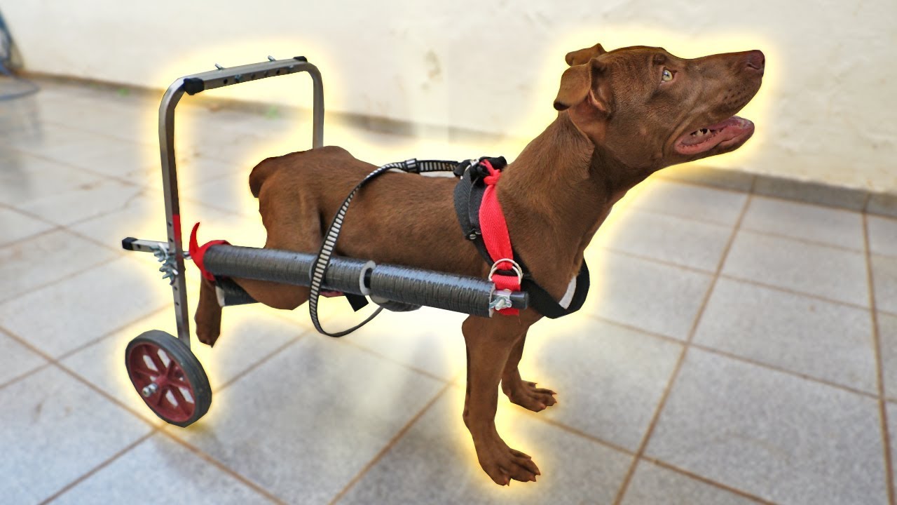 MINHA CACHORRA ESTA USANDO CADEIRA DE RODAS