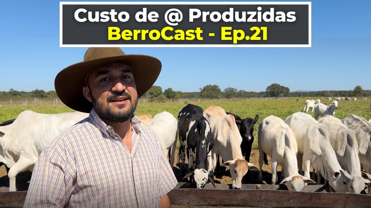 Custo dentro de uma Recria e Engorda na Fazenda | BerroCast - Ep. 21