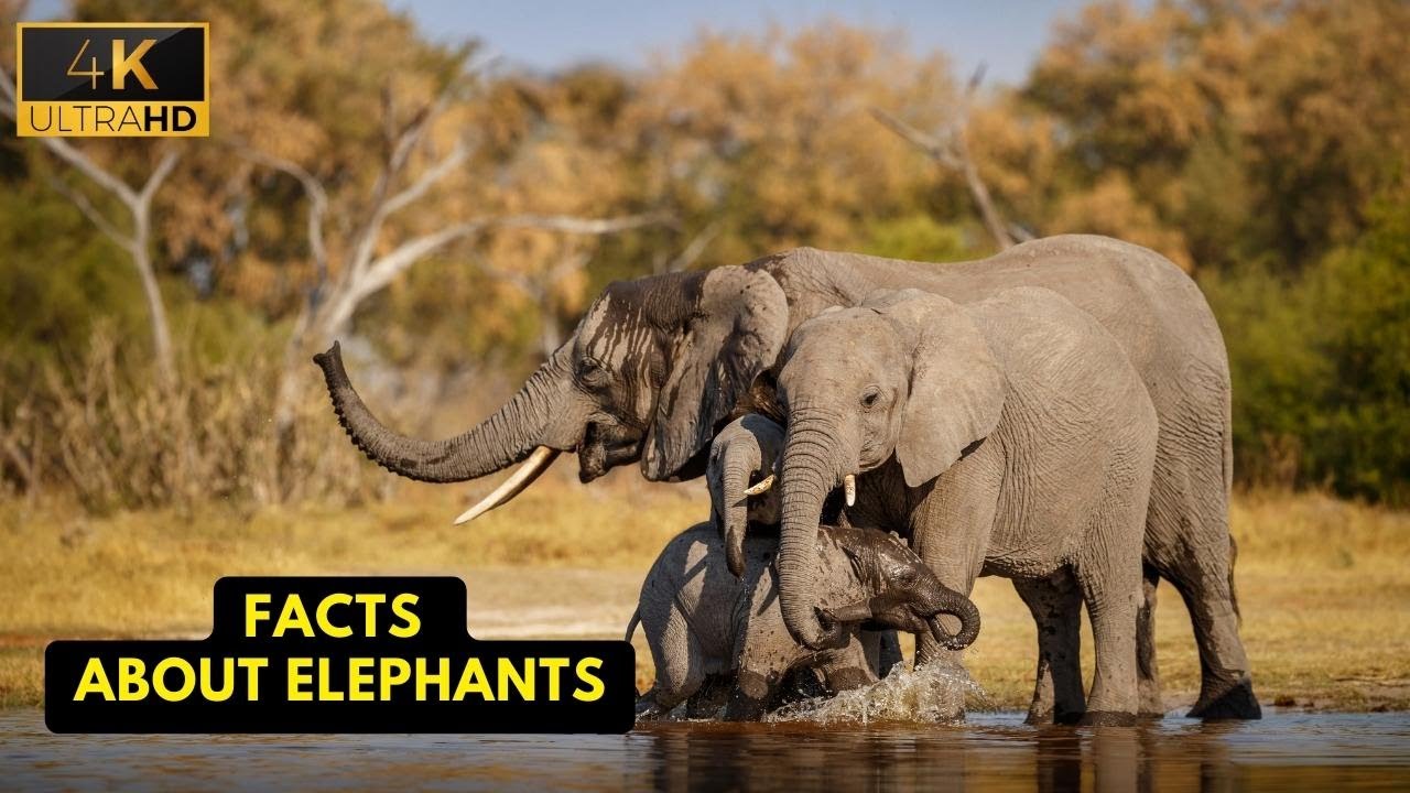 Facts About Elephants | Wild Wide Life