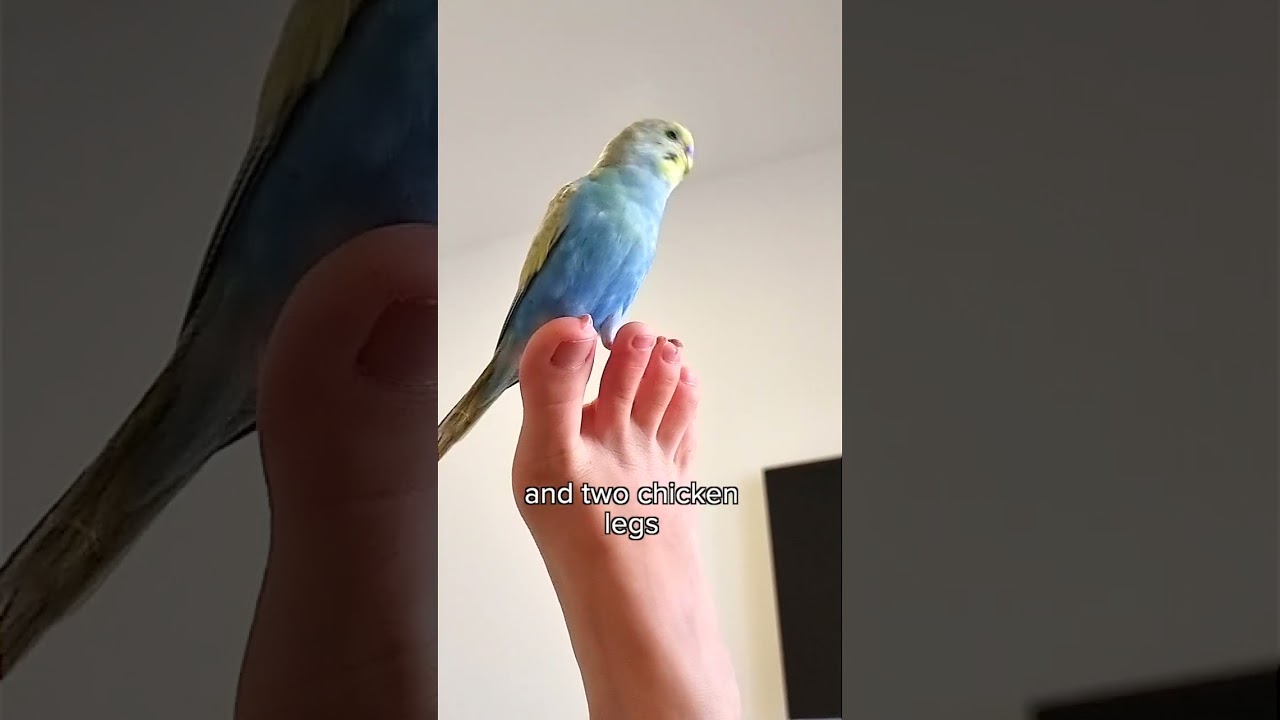 I love my birb