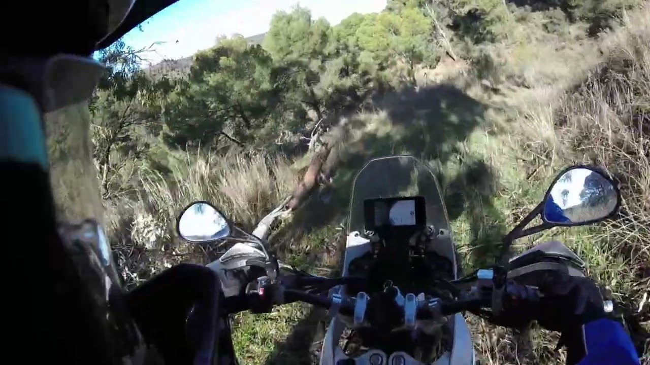 Kove 450 rally 'El árbol caído'