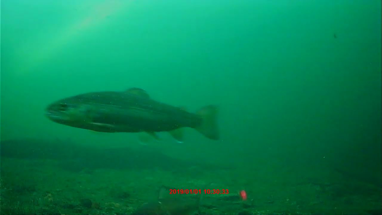 George Alaska pt5 brook trout and sucker