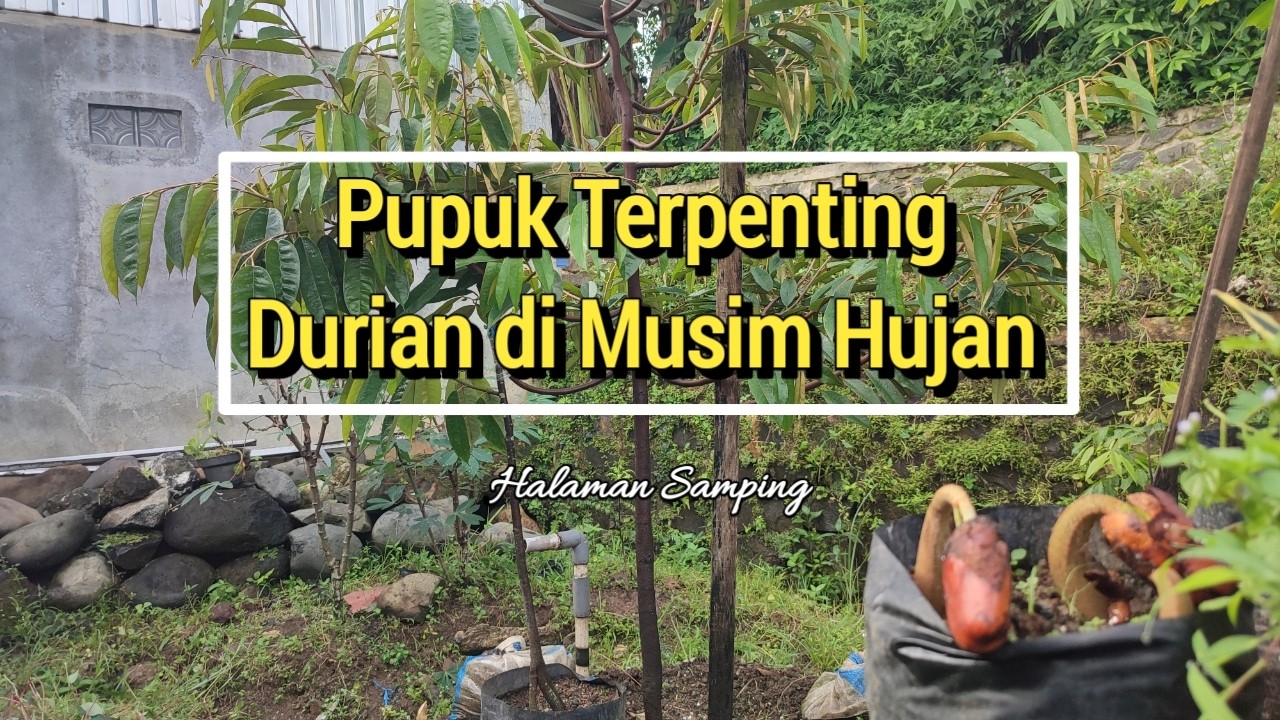 Pupuk Terpenting Durian di Musim Hujan Agar Cepat Besar