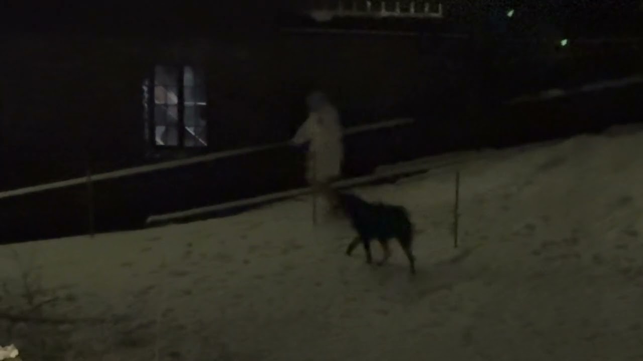 Petrusian the Direwolf Dog Rolling in snow with bikini clad snow bunny!