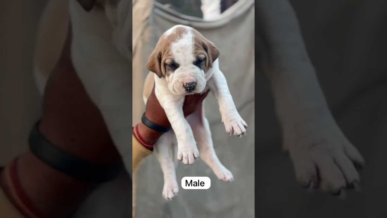 Dog related any information so Call now 6307842387 #dogbreed #petanimal #dog 