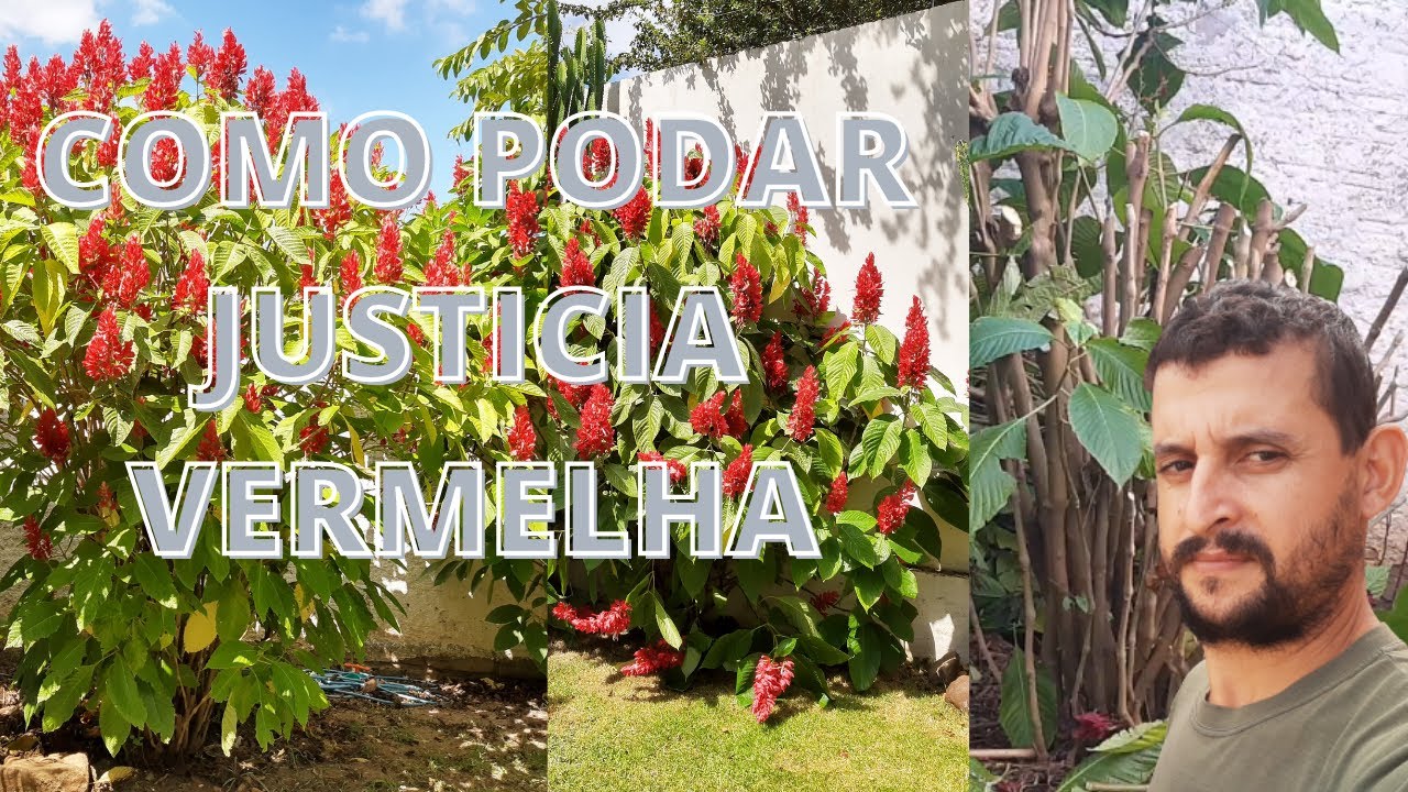 Como podar justicia vermelha