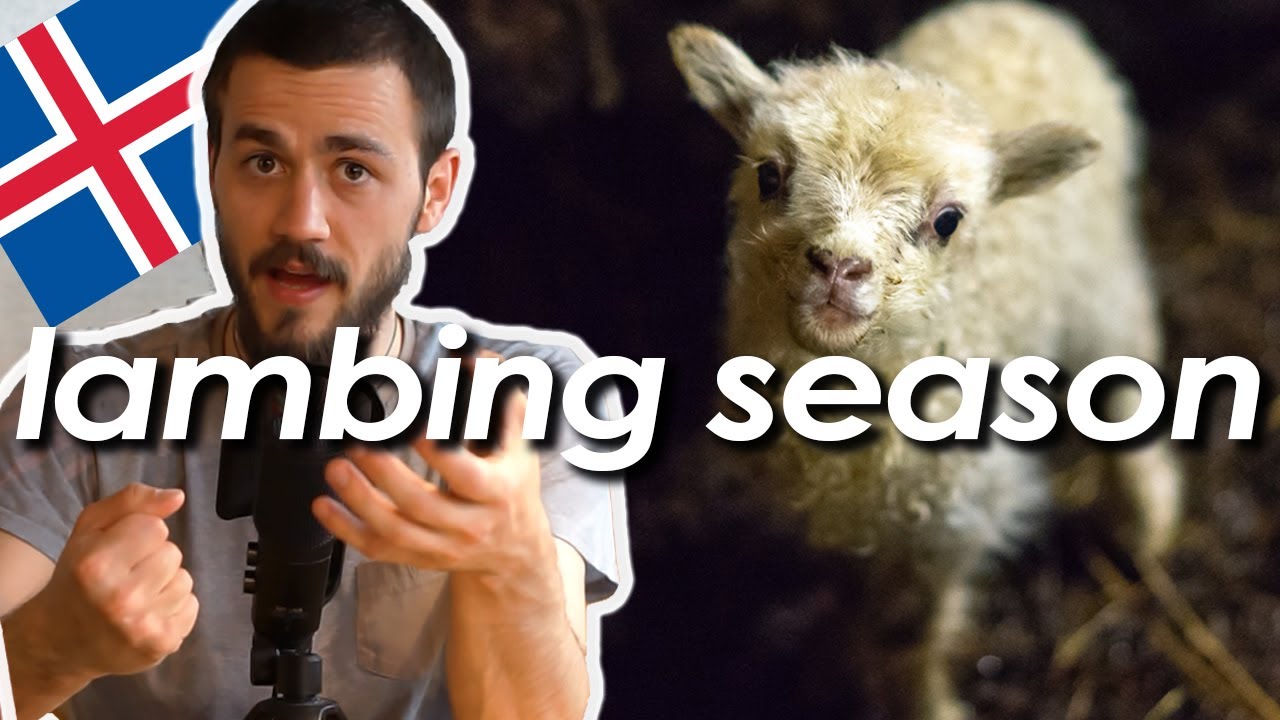 Working on a Farm in Iceland during Lambing Season