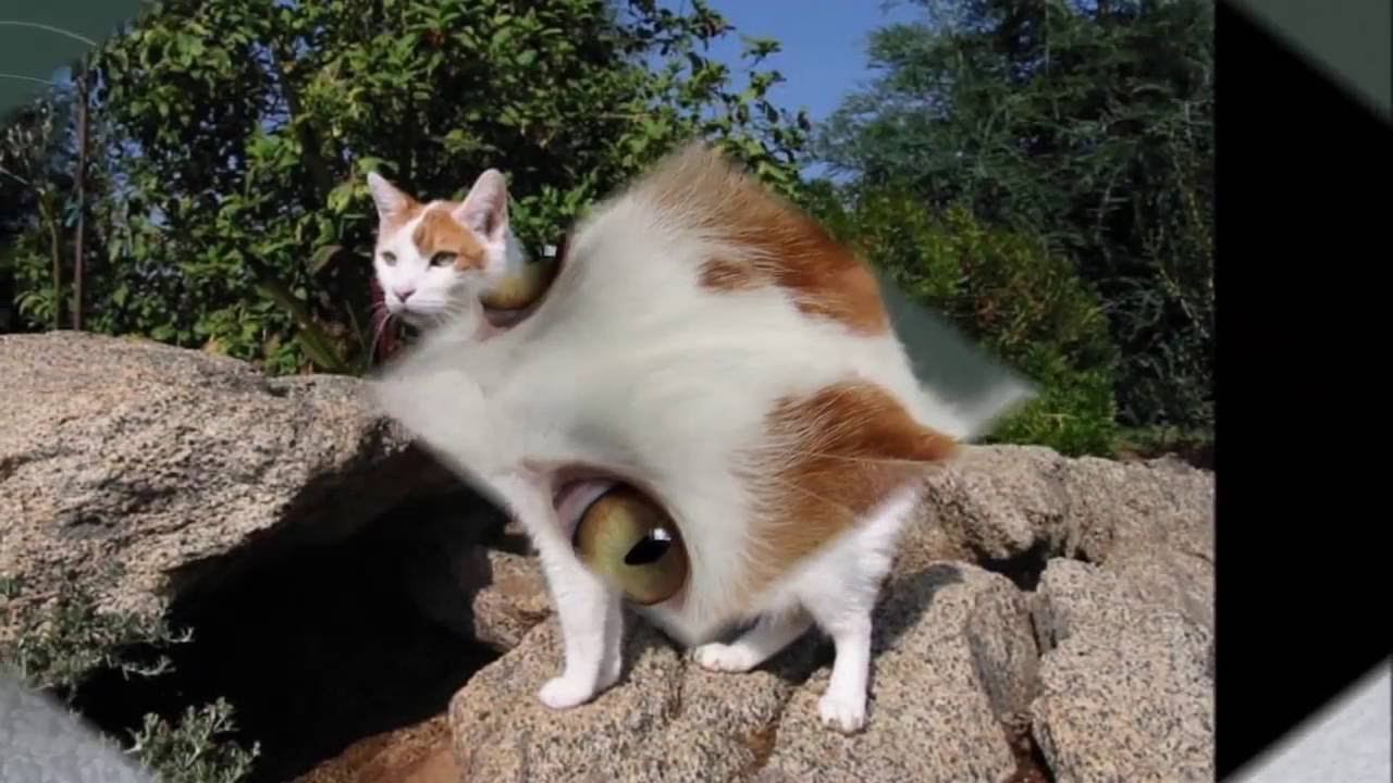 Japanese Bobtail History, Breed standard