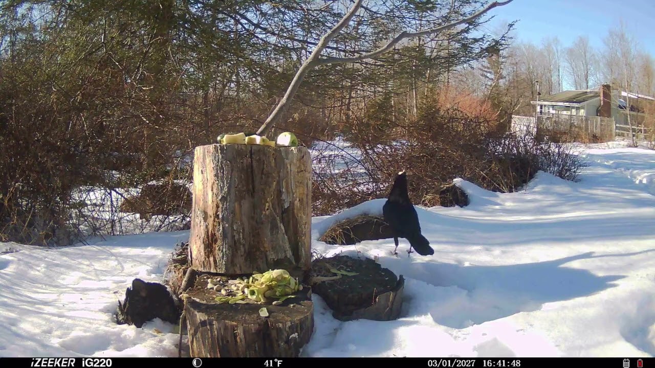 montage game cam 3 4