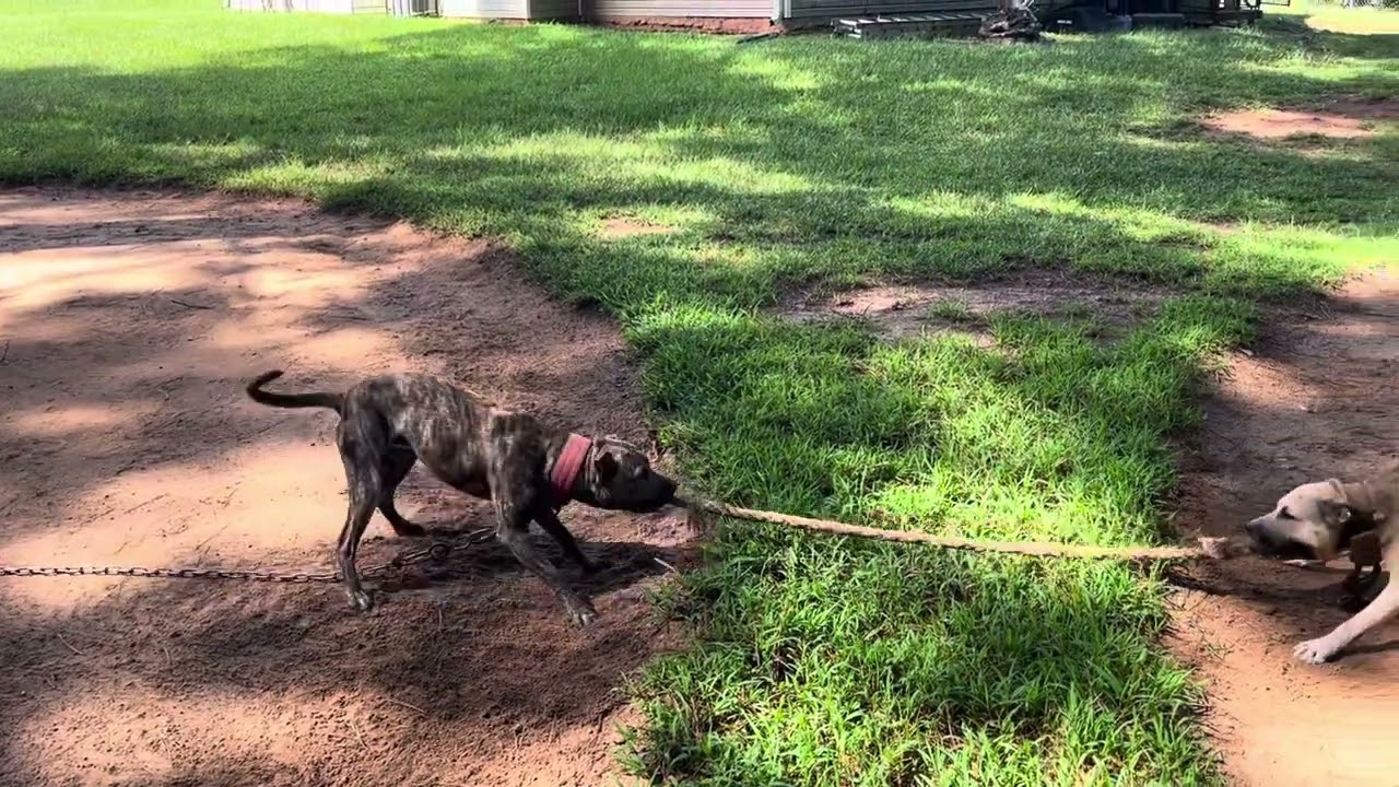 Father & son tug time. 