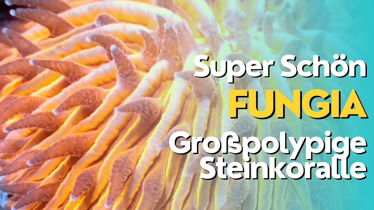 Fungia Steinkorallen - Schaubecken und anderer sch&ouml;ne Korallen - Fungiidae Ist das doch sch&ouml;n...