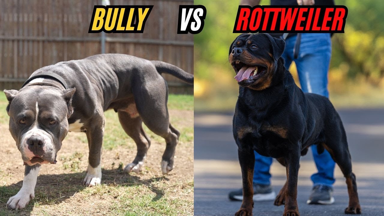 Should We Add a Rottweiler to the Pack??? Bully vs Rottweiler (Explained)