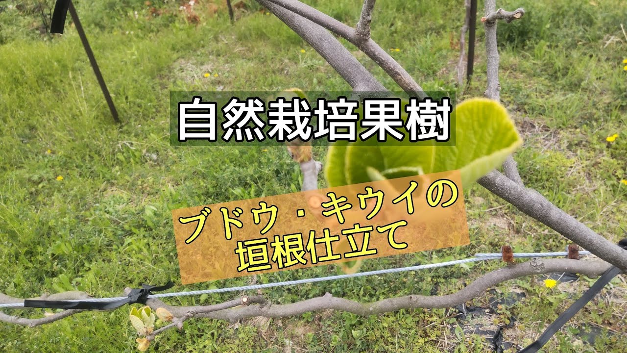【垣根仕立て】キウイ･ブドウの新芽