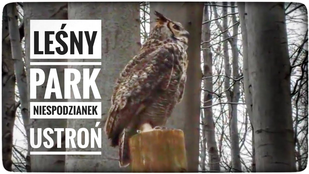 Leśny Park Niespodzianek w Ustroniu