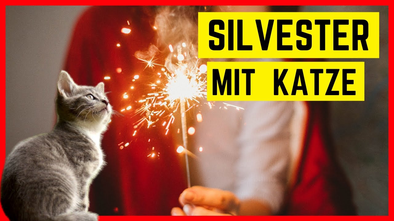 KATZE AN SILVESTER | Tipps f&uuml;r Sicherheit & Wohlbefinden Ihrer Katze