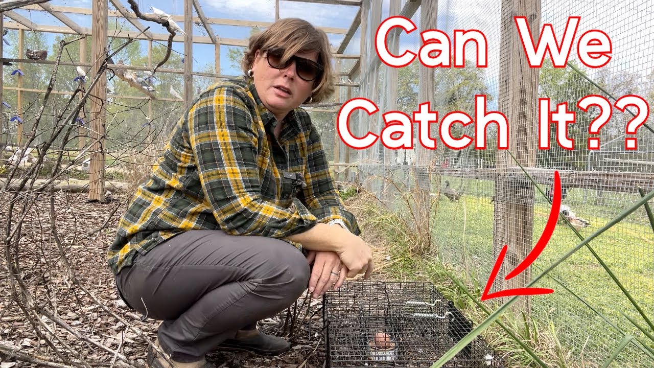 How I'm Trying To Catch What Stole The Rare Pigeon Egg