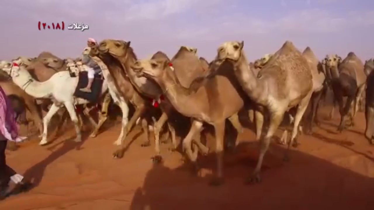 منقية / عناد بن مكراد الشاعر/ معاشي الروضه اداء سعد اليامي