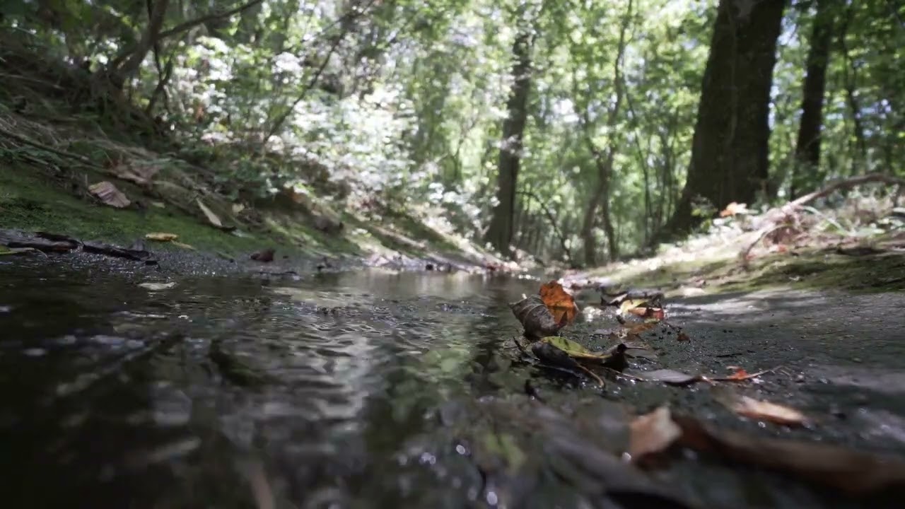 Great Summer ASMR I Stream Forest sounds