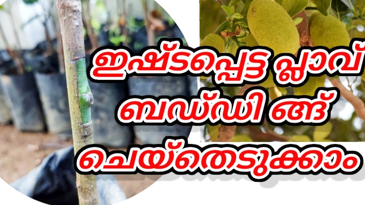 budding best jackfruit varieties in kerala/jackfruit plants at home