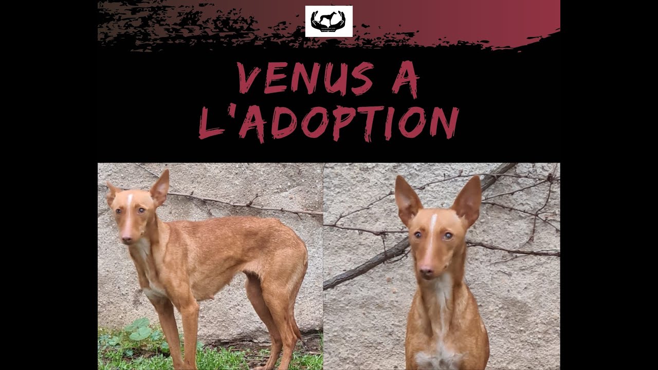 VENUS SAUV&Eacute;E DE LA PERRERA A L'ADOPTION
