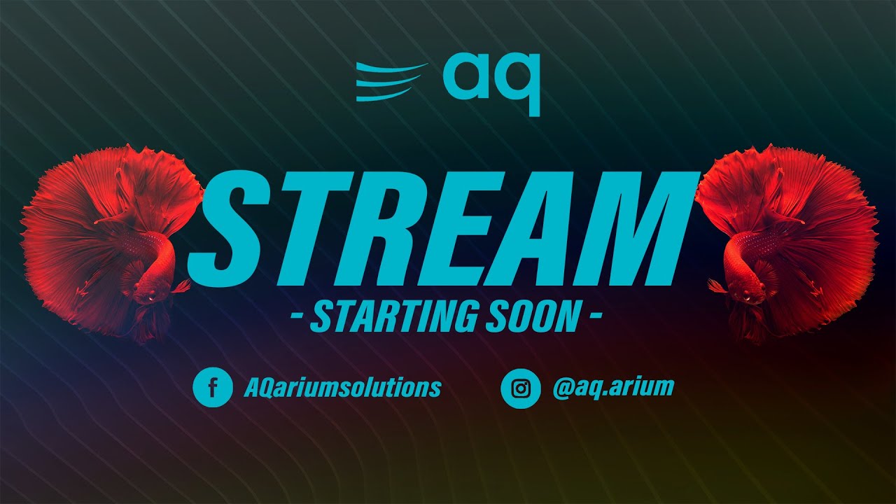 Emisión en directo de AQ arium