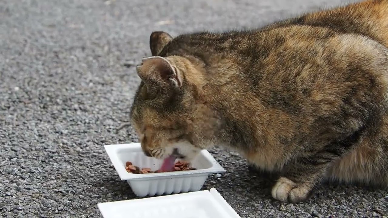 地域猫の暮らし2026/03/13 みんなでごはん